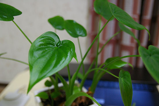 室内でも一年中とても元気な観葉植物 シマクワズイモ ヒメクワズイモ Shave Off Mind