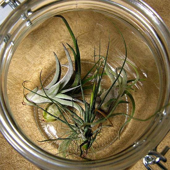 daiso-airplants-1