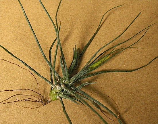 daiso-airplants-6