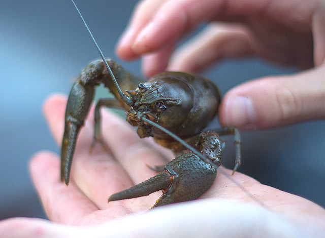 ザリガニが特定外来生物に指定され飼育禁止 アメリカザリガニは規制対象外なのでマニア以外は問題なし Shave Off Mind