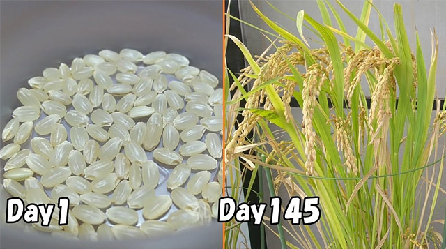 バケツ稲の育て方 スーパーに売られている玄米を発芽させて米を収穫する Shave Off Mind